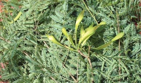 Las arbóreas Una alternativa nutricional en la producción animal - Image 2