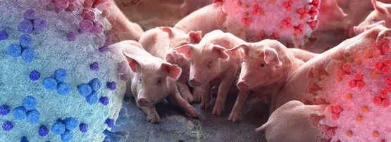 Deltacoronavirus Porcino (PDCoV)