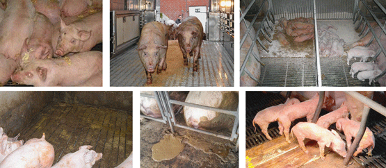 Se pueden observar signos clínicos como diarrea, deshidratación, vómito y produce atrofia de las vellosidades intestinales.