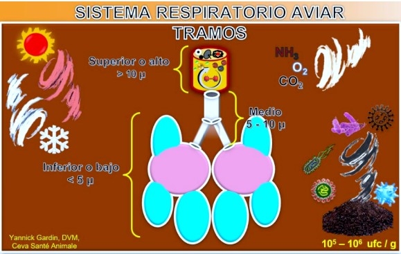 Ecología de las enfermedades respiratorias aviares que cursan con eventos corizoides... qué el detallar los árboles no nos impida apreciar el bosque… - Image 1