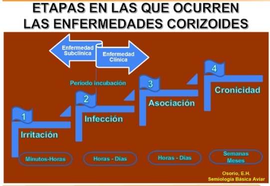 Ecología de las enfermedades respiratorias aviares que cursan con eventos corizoides... qué el detallar los árboles no nos impida apreciar el bosque… - Image 1
