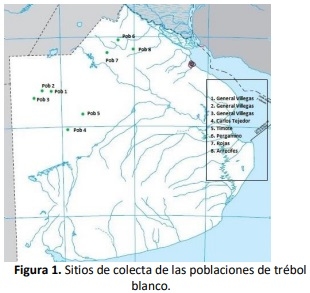 Recolección de poblaciones naturalizadas de Trifolium repens L. en el norte de la Provincia de Buenos Aires. Comunicación - Image 1