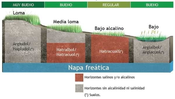 Pastoreo Controlado, Una herramienta para el manejo sustentable de los pastizales naturales en sistemas ganaderos extensivos - Image 2