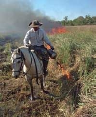Quemas controladas en pastizales, una herramienta para el manejo de pastizales con fines productivos y conservacionistas - Image 7
