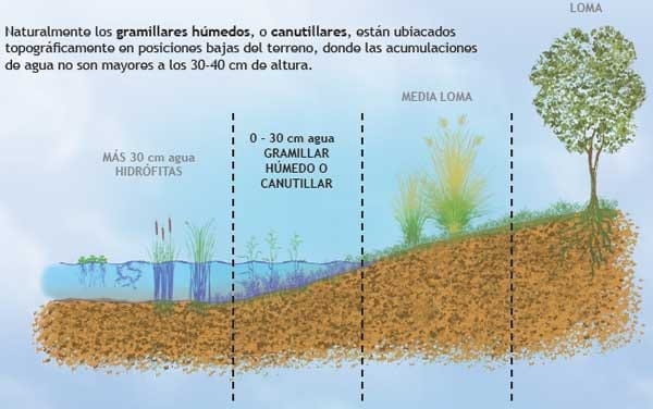 Manejo del agua superficial, una práctica eficiente para la retención y empleo del agua con fines productivos y conservacionistas en pastizales. - Image 18