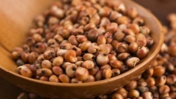Importancia de factores anti-nutricionales en el sorgo y la soya - Image 1