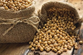 Importancia de factores anti-nutricionales en el sorgo y la soya - Image 1