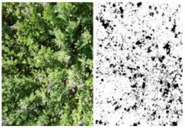 Figura 2. Utilización práctica de la App Canopeo® que mide la cobertura de los cultivos. Imagen ilustrativa del cultivo de alfalfa.