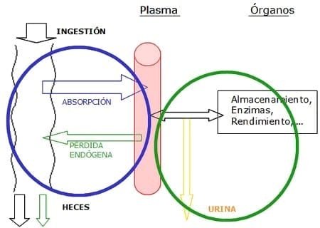 Biodisponibilidad de las fuentes de minerales orgánicos en nutrición animal y su estrategia de aplicación recomendada - Image 1