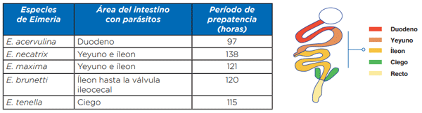 Tabla 1. Las cinco especies más comunes de coccidia en reproductoras de pollos de engorde y su período de prepatencia.
