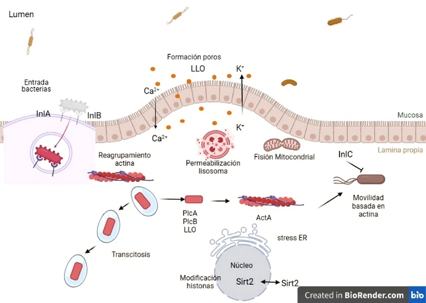 Listeria monocytogenes: persistencia o resistencia - Image 3