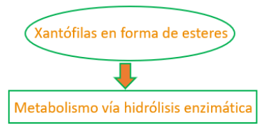 Pigmentación en Pollo de Engorda - Image 2