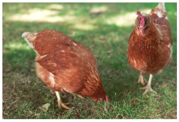 Inflamación Intestinal en Gallinas en Etapa de Crianza - Image 1