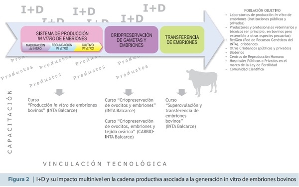¿Por qué y para qué producir embriones bovinos in vitro? - Image 2