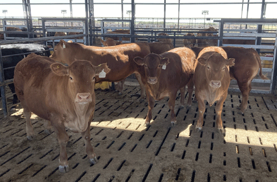 Un estudio midió la performance a corral y rinde al gancho de animales Limousin, sus cruzas con Angus y razas británicas