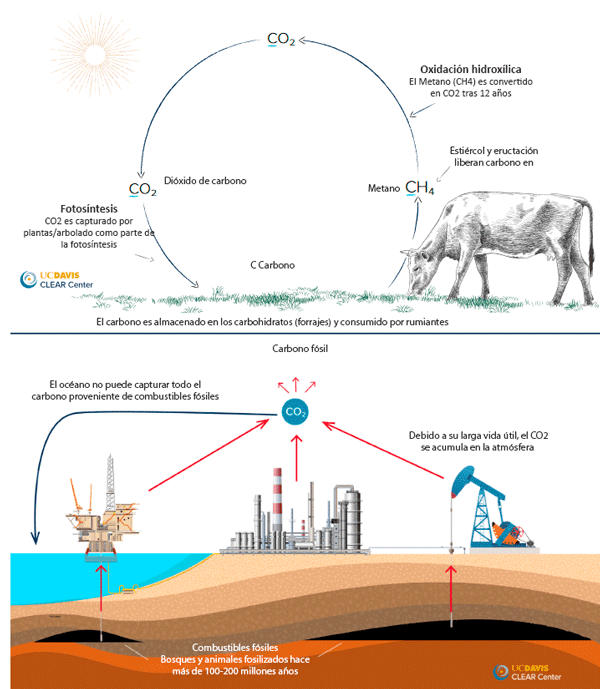 Figura 2. El ciclo del Carbono (y del Metano).