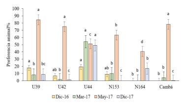 Figura 1. Preferencia animal (%) de un grupo de 5 nuevas accesiones de Paspalum atratum y el cultivar Cambá evaluada en 4 momentos. Letras diferentes entre accesiones en cada fecha indican diferencias significativas al 5% para el test de LSD.