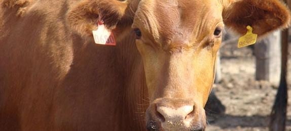 Sistema de tratamiento de efluentes en Feedlot - Image 1