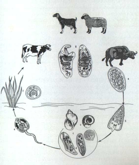 Cotylophoron cotylophorum: revisión de aspectos generales como medida inicial para implementar programas de control. - Image 1