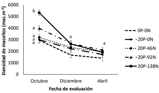 Efecto de la fertilización fosforada y nitrogenada en la población de macollos en Festuca arundinacea - Image 1