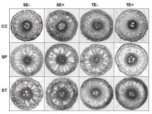 Figura 1. Cortes transversales de raíces de plantas de festuca alta de cuatro materiales (SE- y SE+: población naturalizada libre e infectada con endófito silvestre, respectivamente¸ TE- y TE+: cv. Taita libre e infectado con endófito seguro, respectivamente), luego de catorce días mantenidas a capacidad de campo (CC) o sometidas a sumersión parcial (SP) o total (ST). * indica presencia de lagunas aerenquimáticas.