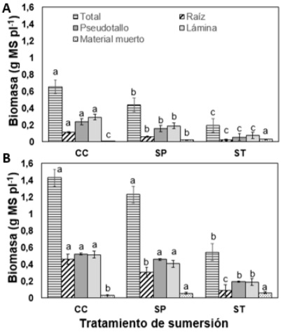 Distribución de biomasa en plantas de festuca alta libres e infectadas con endófitos sometidas a sumersión - Image 1