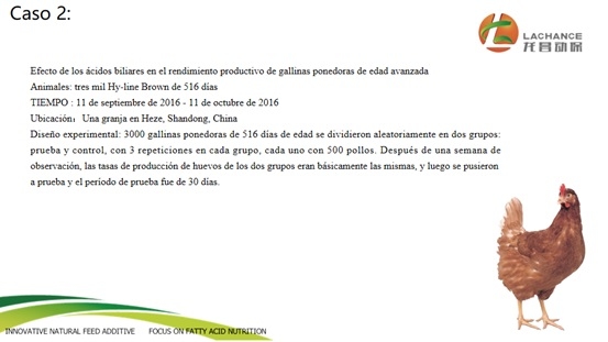 La importancia de la protección del hígado en gallinas ponedoras - Image 4