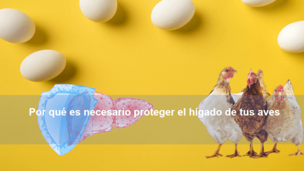Por qué es necesario proteger el hígado de tus aves. - Image 1