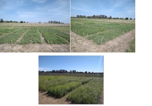 Dinámica estacional de producción de forraje de Panicum coloratum bajo distintas disponibilidades de agua y nitrógeno - Image 1