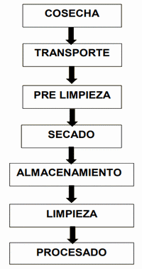 Soja en la alimentoón de las aves
