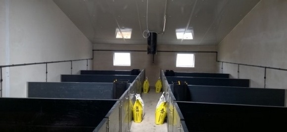 Creamino: matriz energética para cerdos de engorde - Image 1