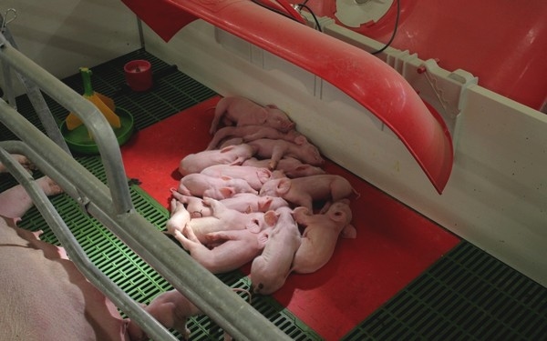 Expliquemos como se hacen las cosas en nuestras granja - Image 1