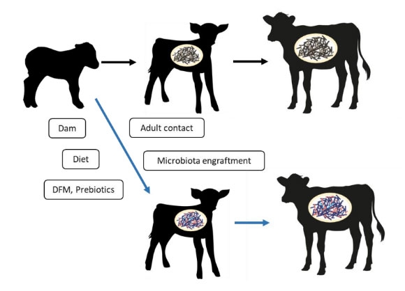 Figura 4. Explicación visual acerca del efecto de diferentes intervenciones a edades tempranas (dieta, aditivos, contacto con adultos, etc.) sobre la diversidad de la micropoblación ruminal. Fuente: Morgavi et al. (2021)