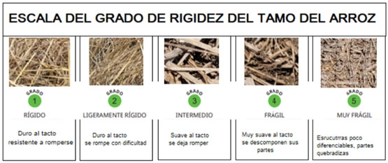 Figura 3. Escala de medida el grado de en la degradación del tamo
