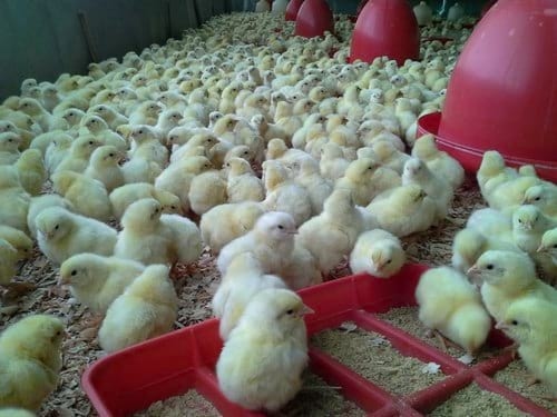 Bienestar Animal en aves y su impacto en la productividad - Image 2