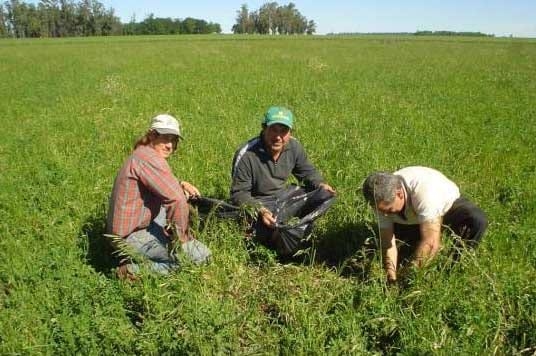 Bioestimulante orgánico: Ensayo en Pasturas - Image 1