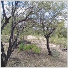 ESTIMACIÓN DE LA PRODUCCIÓN DE FRUTOS DE ALGARROBO EN UN SITIO DEL CHACO ÁRIDO RIOJANO - Image 4