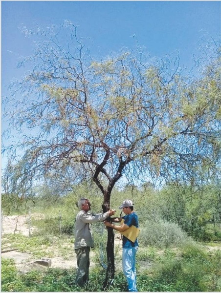 ESTIMACIÓN DE LA PRODUCCIÓN DE FRUTOS DE ALGARROBO EN UN SITIO DEL CHACO ÁRIDO RIOJANO - Image 2