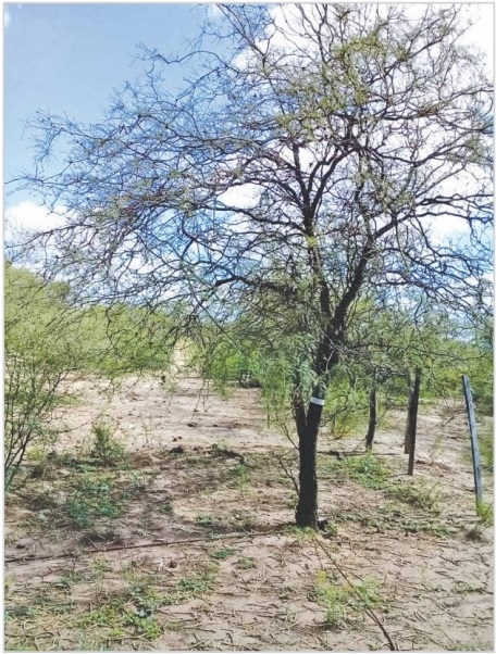 ESTIMACIÓN DE LA PRODUCCIÓN DE FRUTOS DE ALGARROBO EN UN SITIO DEL CHACO ÁRIDO RIOJANO - Image 1