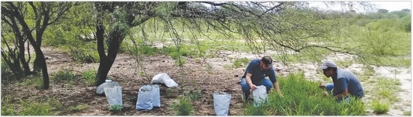 ESTIMACIÓN DE LA PRODUCCIÓN DE FRUTOS DE ALGARROBO EN UN SITIO DEL CHACO ÁRIDO RIOJANO - Image 3