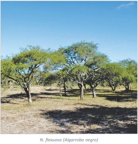 ESTIMACIÓN DE LA PRODUCCIÓN DE FRUTOS DE ALGARROBO EN UN SITIO DEL CHACO ÁRIDO RIOJANO - Image 9