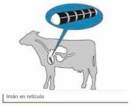Reticuloperitonitis a cuerpo extraño - Image 12