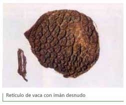 Reticuloperitonitis a cuerpo extraño - Image 5
