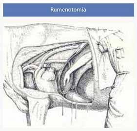 Reticuloperitonitis a cuerpo extraño - Image 9