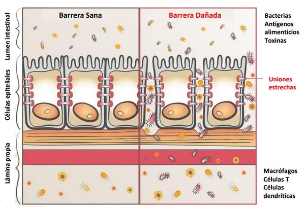 Translocación bacteriana en aves - Image 1