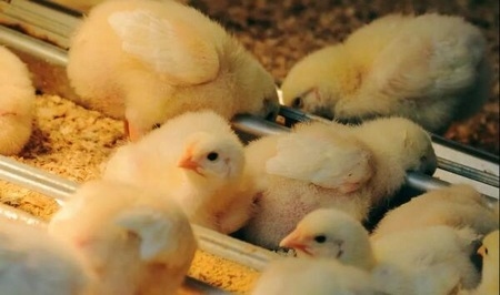 Importancia de la fibra en dietas de aves en el período inicial - Image 1