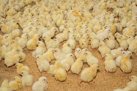 Importancia de la fibra en dietas de aves en el período inicial - Image 2