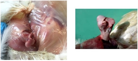 Revisión de problemas locomotores con origen nutricional y genético en el pollo de engorda - Image 1