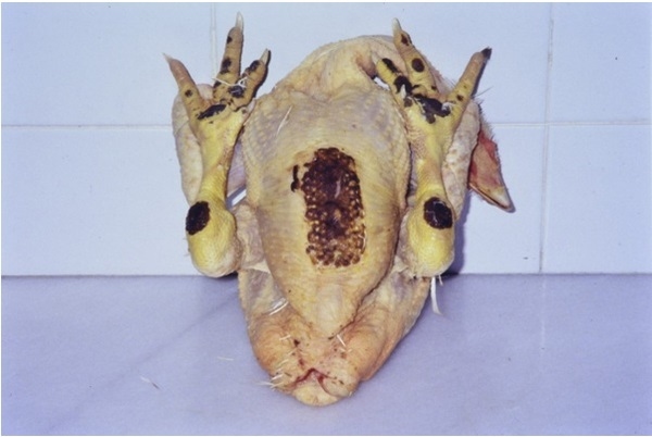 Revisión de problemas locomotores con origen nutricional y genético en el pollo de engorda - Image 3