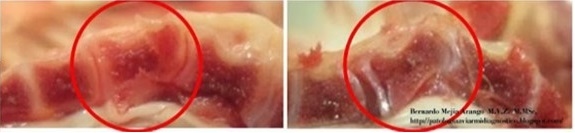 Revisión de problemas locomotores con origen nutricional y genético en el pollo de engorda - Image 2
